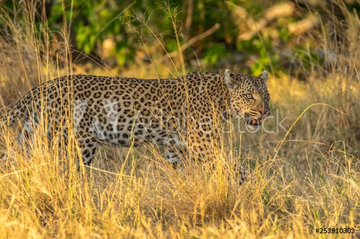 Picture of Leopard roaming its territory in the Moremi Game Reserve Botswana Africa